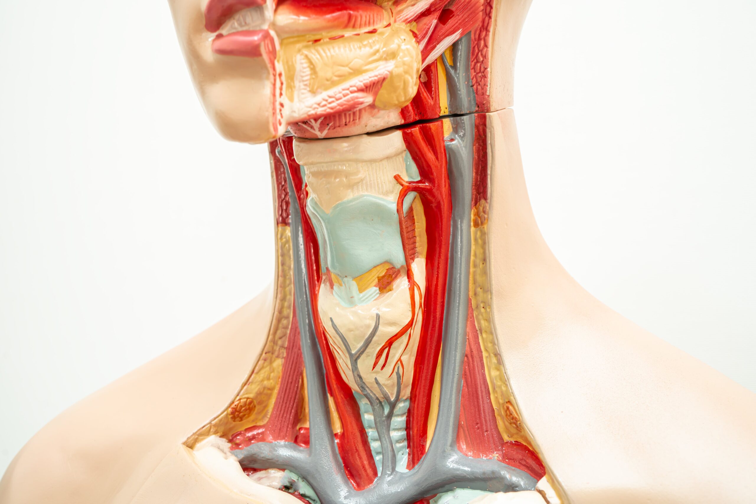 Throat Arteries